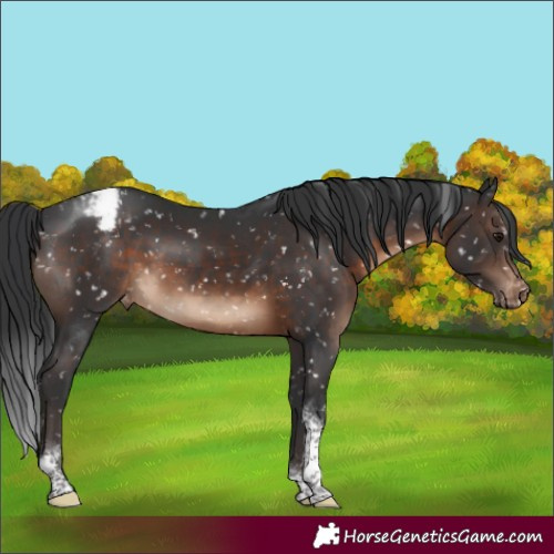 Horse Color:Brown Tobiano Appaloosa Rabicano 