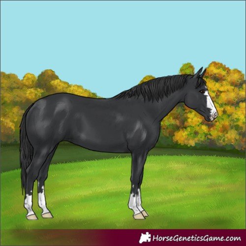 Horse Color:Black 
