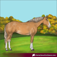 Horse Color:Palomino Splash  and Palomino Splash 