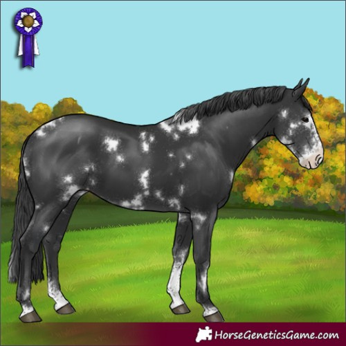 Horse Color:White Spotted Black Sabino Appaloosa 