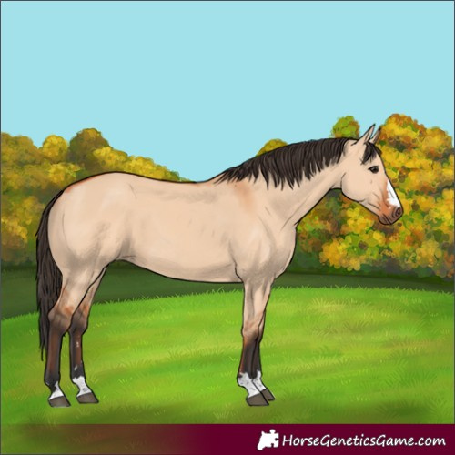 Horse Color:Bay Dun 