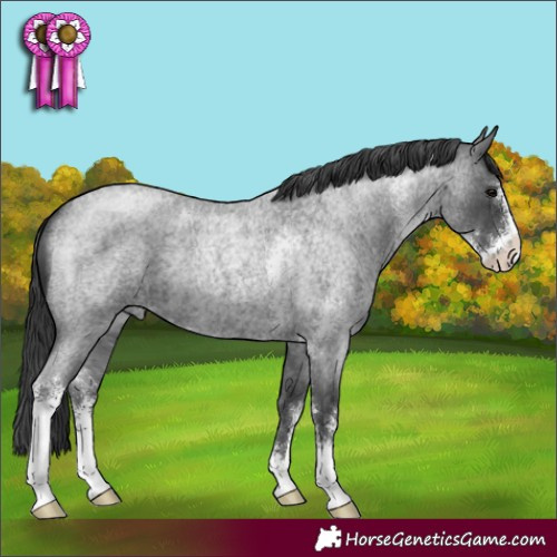 Horse Color:Blue Roan Sabino