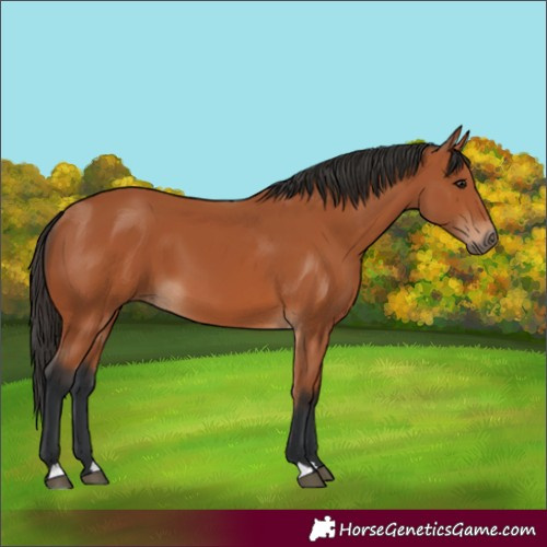 Horse Color:Bay 