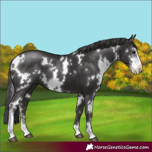 Horse Color:White Spotted Smoky Black Sabino 