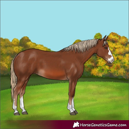Horse Color:Chestnut 
