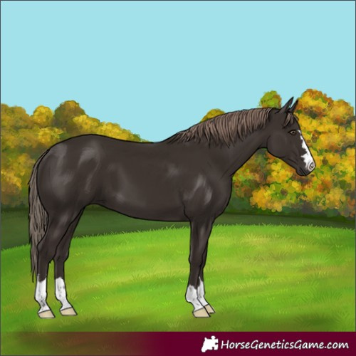 Horse Color:Liver Chestnut 