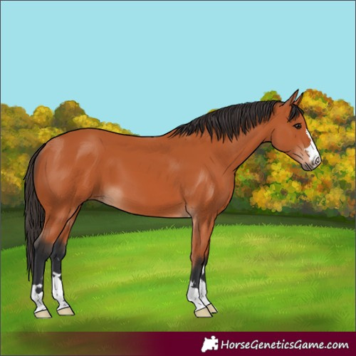 Horse Color:Bay 