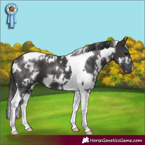 Horse Color:White Spotted Smoky Black Tobiano 