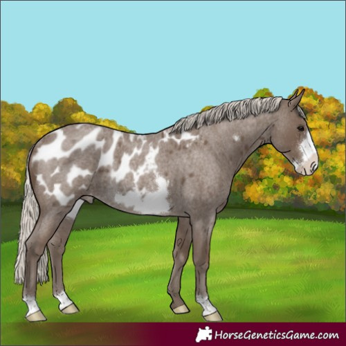 Horse Color:Silver Smoky Blue Roan Frame Appaloosa Rabicano