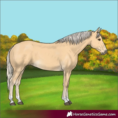 Horse Color:Palomino