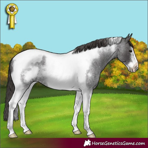 Horse Color:Smoky Blue Roan Tobiano Frame Appaloosa Rabicano 