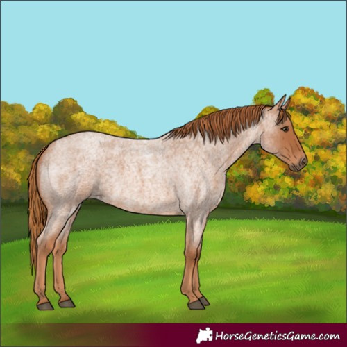 Horse Color:Red Roan 