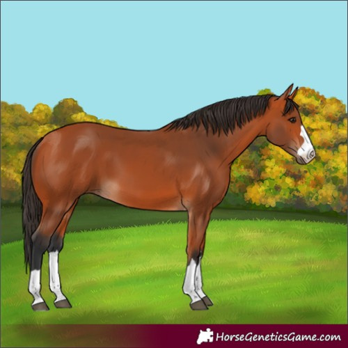 Horse Color:Bay 