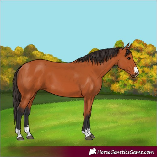 Horse Color:Bay 
