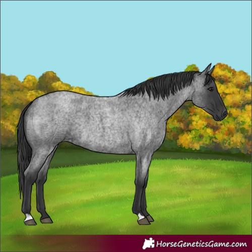 Horse Color:Blue Roan 