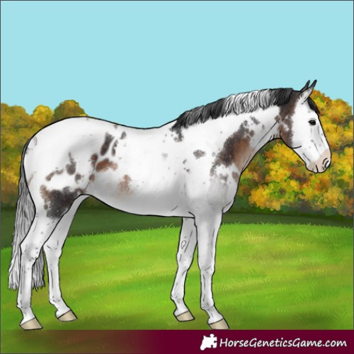 Horse Color:White Spotted Brown Splash Tobiano Appaloosa Rabicano 