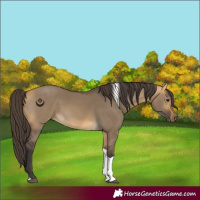 Horse Color:Buckskin Dun Tobiano 