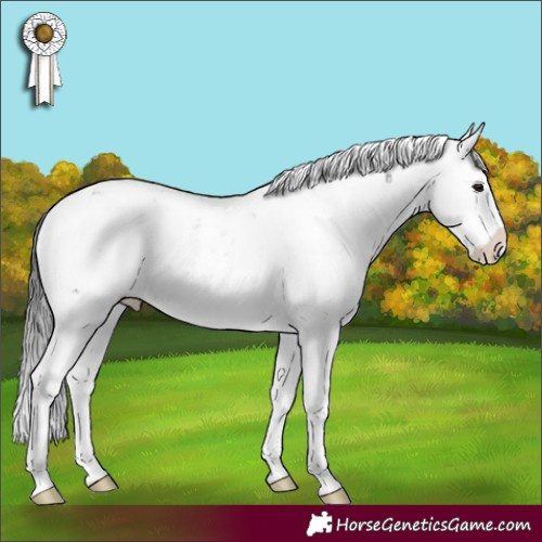 Horse Color:Buckskin Sabino Appaloosa 