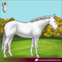 Horse Color:Buckskin Sabino Appaloosa