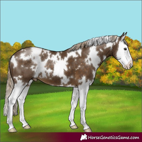 Horse Color:White Spotted Chocolate Palomino Splash Appaloosa