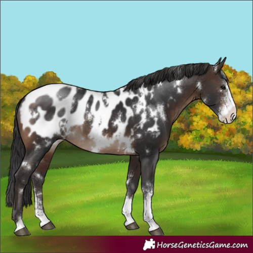 Horse Color:White Spotted Brown Sabino Appaloosa 