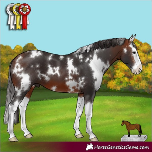 Horse Color:White Spotted Bay Sabino Splash