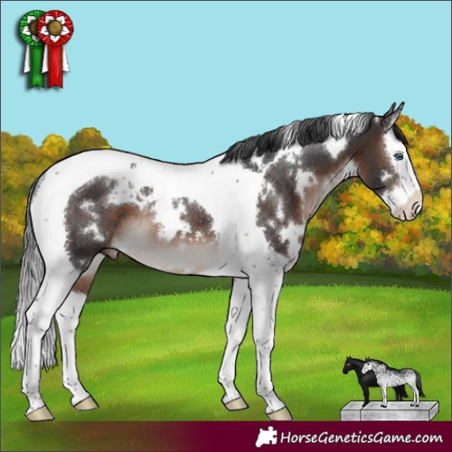 Horse Color:White Spotted Brown Mushroom Splash Tobiano Appaloosa Rabicano