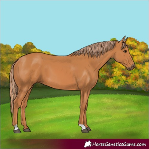 Horse Color:Chestnut 