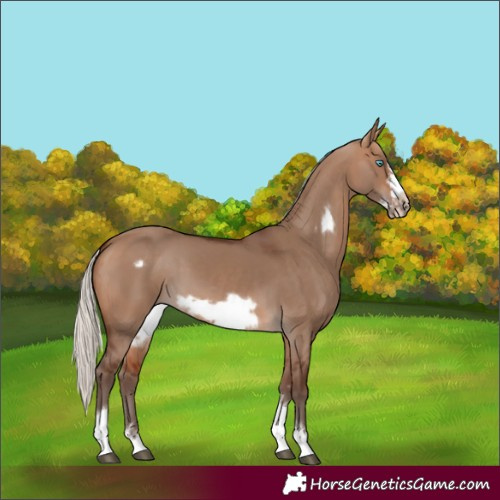 Horse Color:Silver Bay Dun Sabino Tobiano Frame Rabicano 