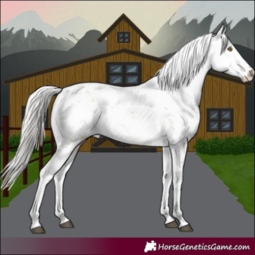 Horse Color:White Spotted Silver Brown Dun Sabino
