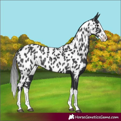 Horse Color:Black Splash Appaloosa 