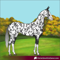 Horse Color:Black Splash Appaloosa 