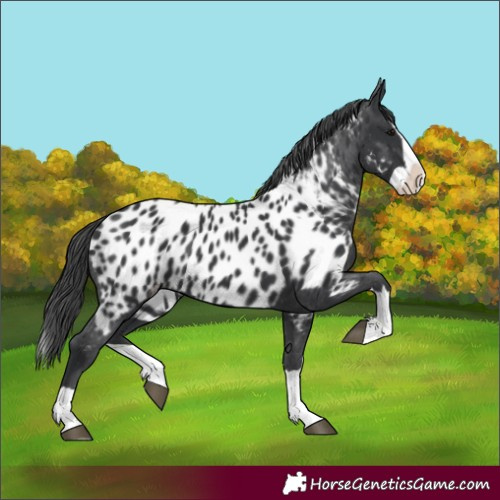 Horse Color:Black Splash Appaloosa