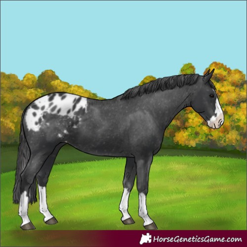 Horse Color:Black Splash Appaloosa 