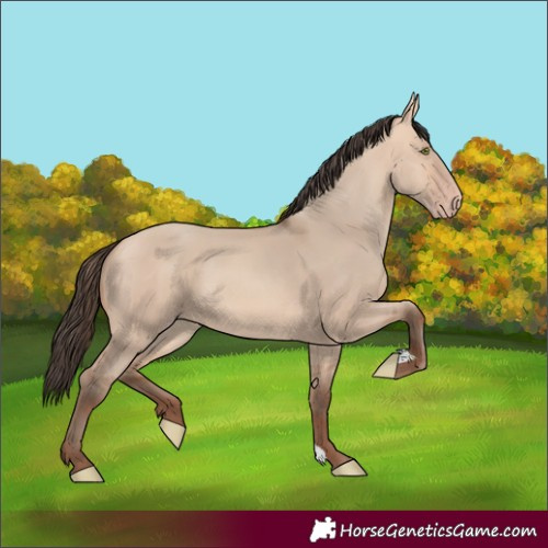 Horse Color:Amber Champagne Dun 
