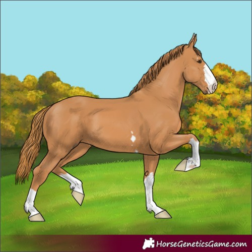 Horse Color:Chestnut 