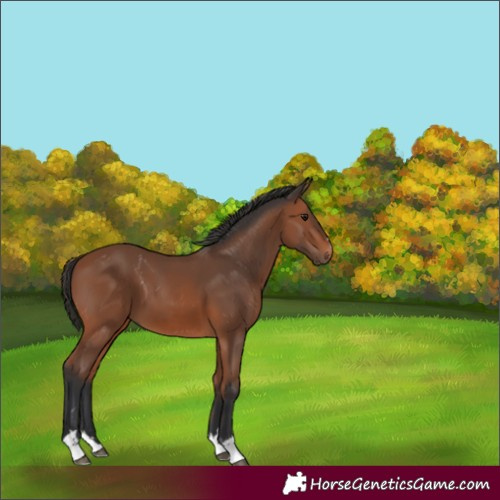 Horse Color:Bay 