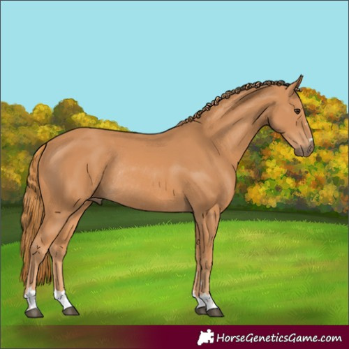 Horse Color:Chestnut Rabicano 