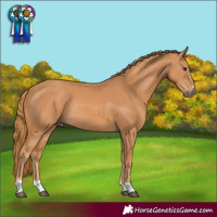 Horse Color:Chestnut Rabicano 
