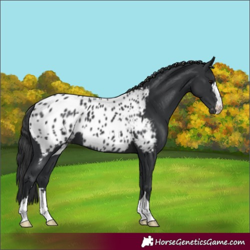 Horse Color:Black Appaloosa 