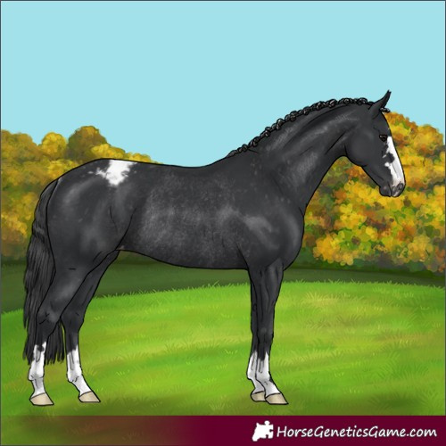 Horse Color:Black Appaloosa Rabicano 