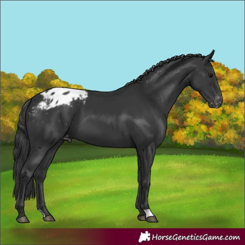 Horse Color:Black Blanket