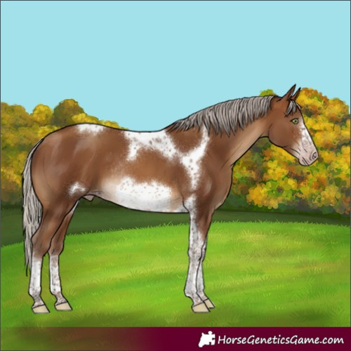 Horse Color:Gray Silver Sable Champagne Sabino Tobiano Frame Rabicano 