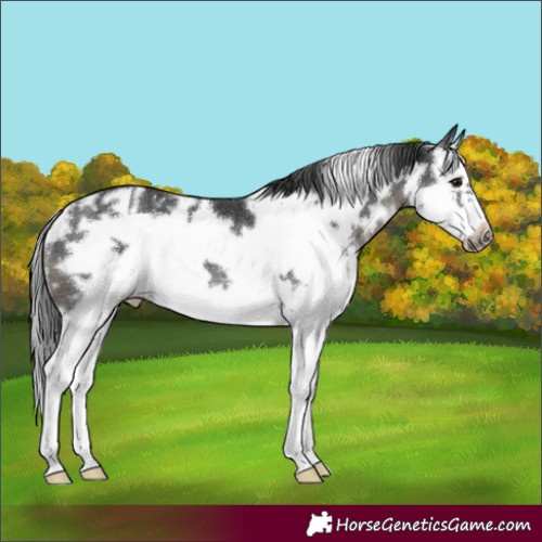 Horse Color:White Spotted Black Sabino Splash Frame Rabicano 