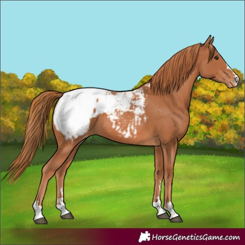 Horse Color:Chestnut Appaloosa 