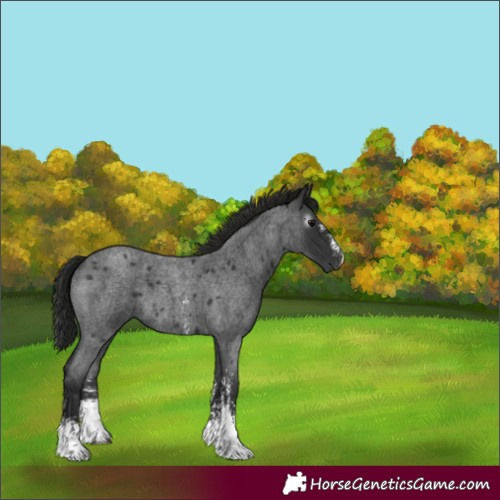 Horse Color:Gray Blue Roan Sabino 