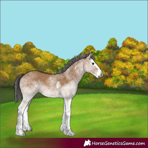 Horse Color:Gray White Spotted Bay Dun Splash 