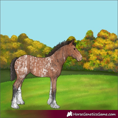 Horse Color:Bay Sabino Appaloosa Rabicano  and White Spotted Bay Sabino Appaloosa 