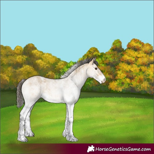 Horse Color:White Spotted Buckskin Dun 