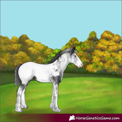 Horse Color:White Spotted Black Splash Appaloosa 